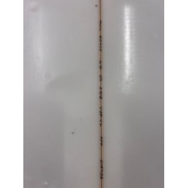 Planche de surf Phil Grace Passe partout 6'2